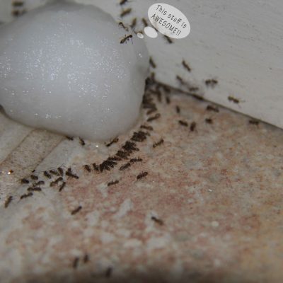 Poison Ants - I wish I had learned about this years ago! It's cheap, easy, fast and it WORKS!