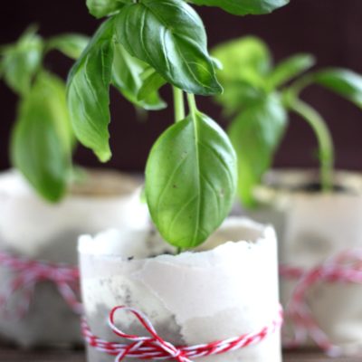 Paper Pot Seed Cups