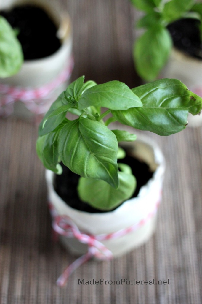 DIY Paper Pot Seed Cups - Easy to make, cheap, and great for sharing seeds. Can be planted straight into the garden, paper and all.