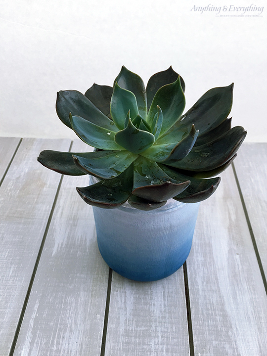 Ombre-Succulent-Planter