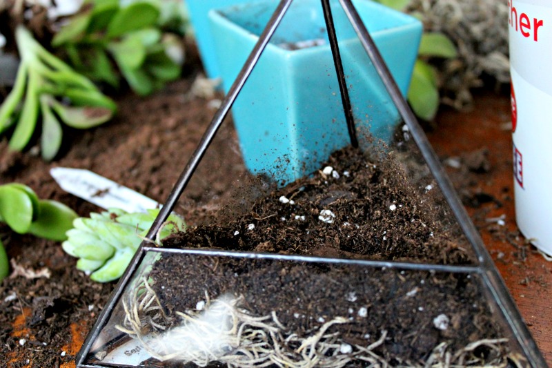 This quick terrarium tutorial demonstrates how easily you can make your own DIY succulent garden. 