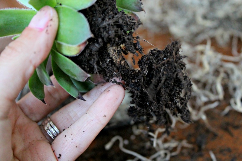 This quick terrarium tutorial demonstrates how easily you can make your own DIY succulent garden. 