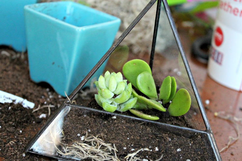 This quick terrarium tutorial demonstrates how easily you can make your own DIY succulent garden. 