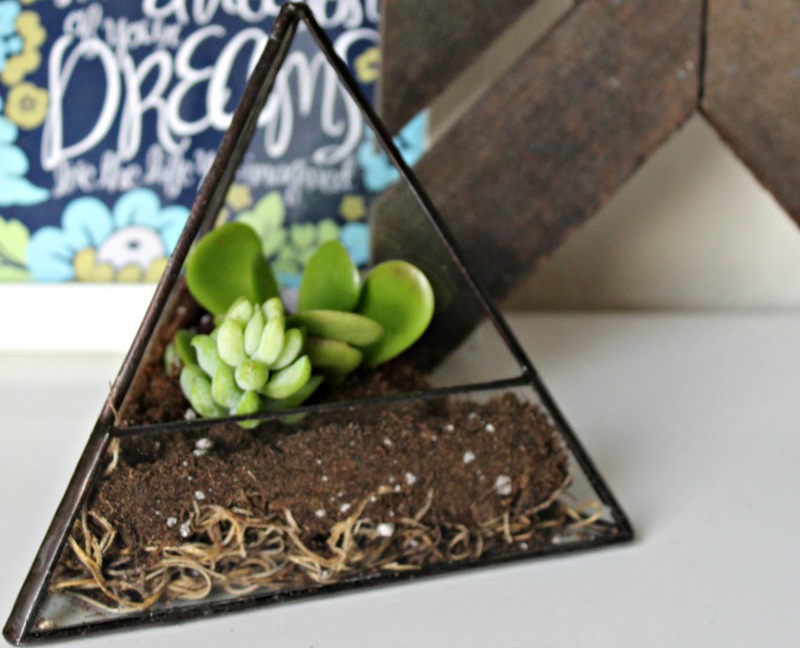 This quick terrarium tutorial demonstrates how easily you can make your own DIY succulent garden.