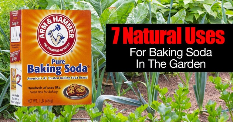 baking-soda-garden-01312016-768x403