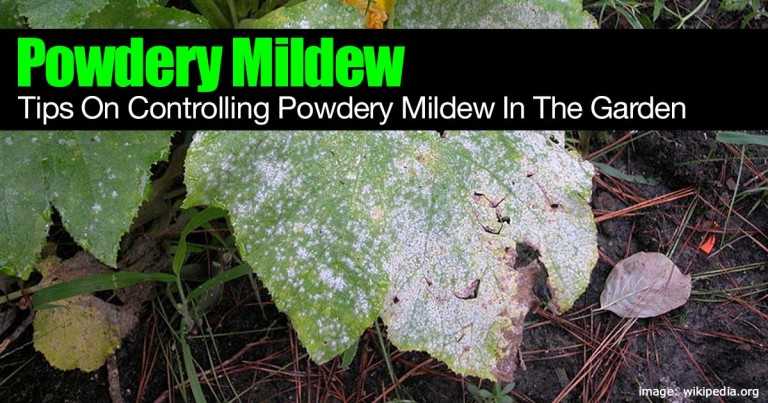 powdery-mildew-control