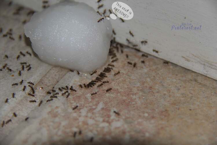 Poison Ant DIY cotton ball soaked in homemade ant killer surrounded by ants