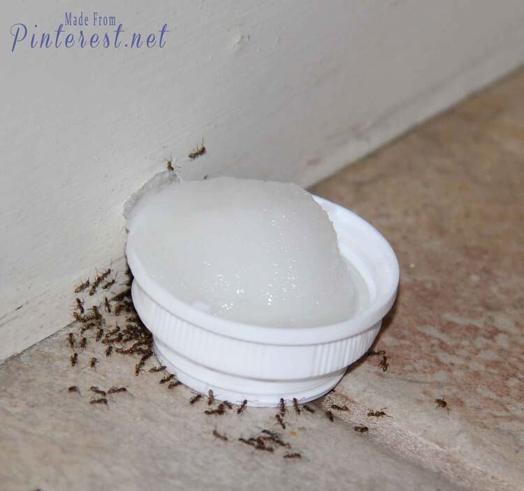 4 Poison Ant DIY small bowl with cotton ball soaked in homemade ant killer surrounded by ants