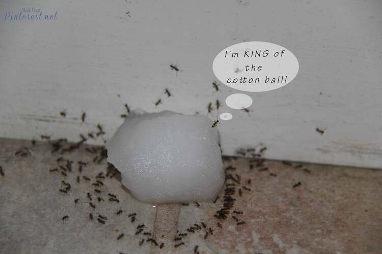 Poison Ant DIY cotton ball soaked in homemade ant killer surrounded by ants