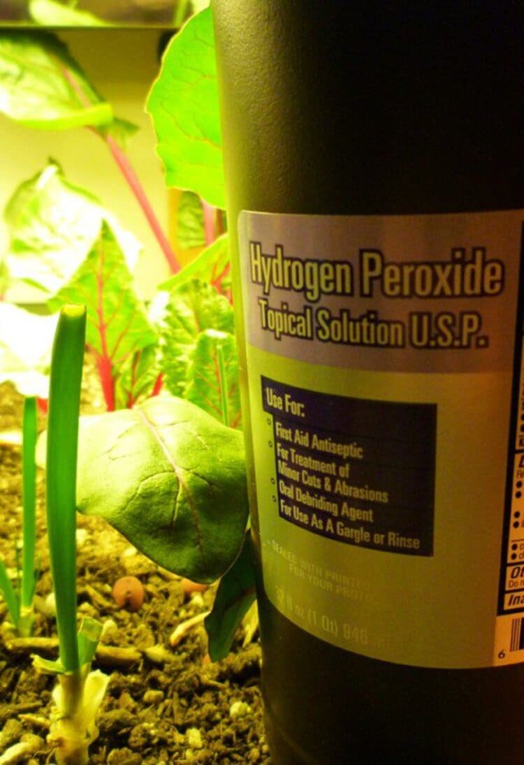 hydrogen peroxide for plants, a bottle in the garden