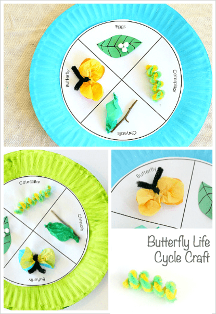 paper plate craft butterfly life cicle collage photo with eggs, caterpillar, butterfly